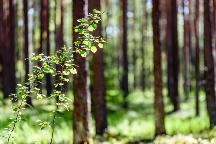 树林里的草地与落