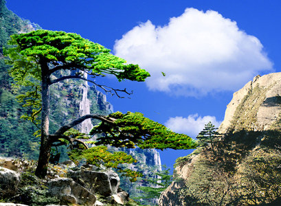 迎客松自然风景图