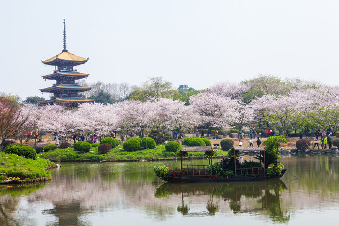 东湖风景区樱花节