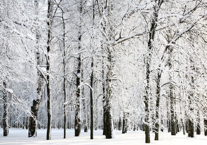 清新唯美雪景森林