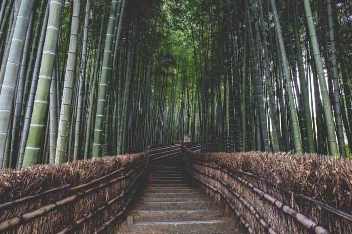 自然风景竹林林间