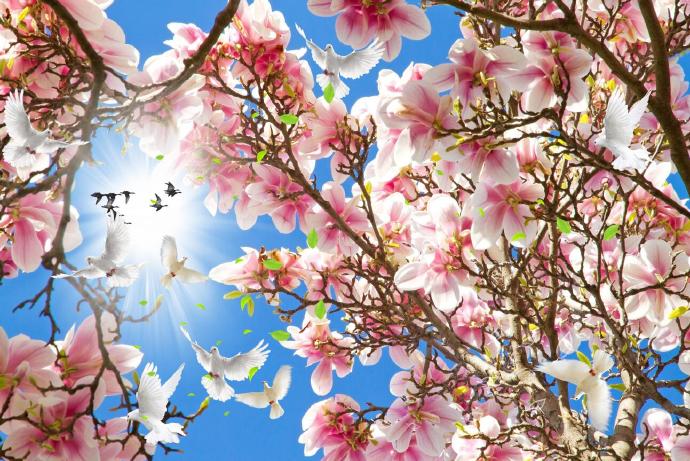  春日花朵樱花蓝