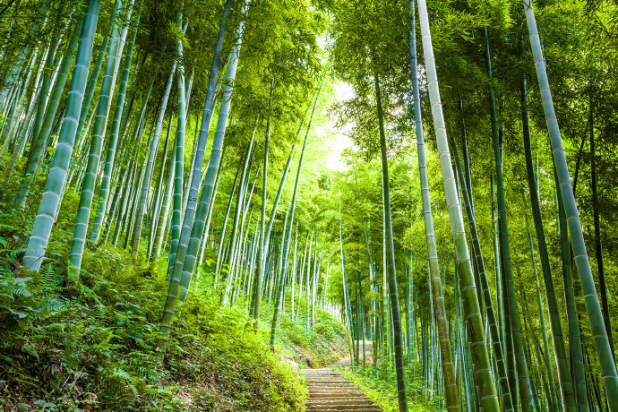 竹林与阳光壁纸壁